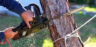 Reliable Oak Park, IL Tree Care Services Solutions