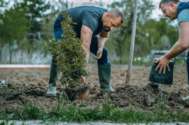 How Our Tree Care Process Works  in  Oak Park, IL